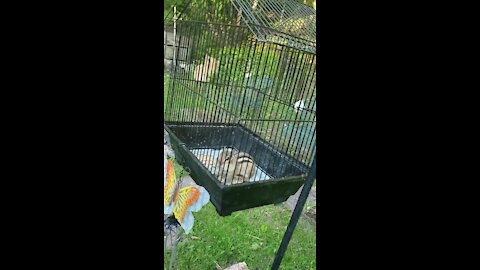 Hungry Chipmunk gets into bird cage to steal food