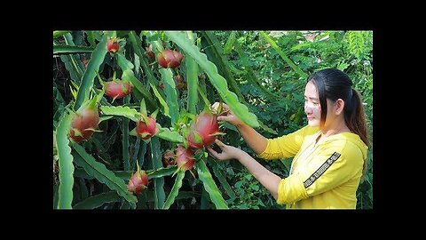 Yummy Dragon Fruit Dessert - Pick Dragon Fruit For Dessert - Cooking With Sros