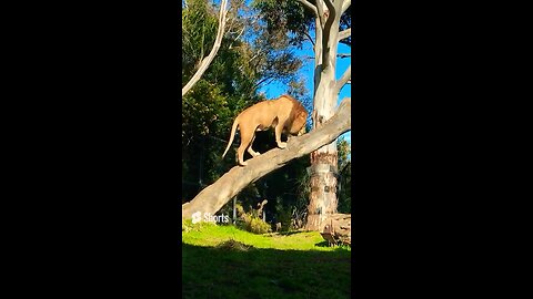 Big male Lion climbs down and back up to lookout