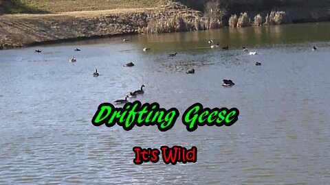 Drifting Geese