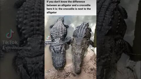 What the difference between an alligator and a crocodile ?