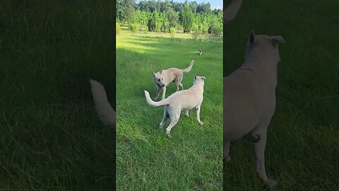 German Shepherds ever stop and moo moo the cat