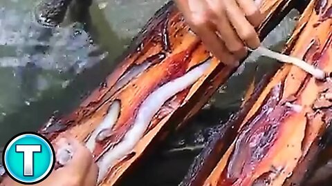 Giant Shipworm | World's Weirdest Animals