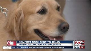 Comfort dogs sent to Texas to help victims of Hurricane Harvey