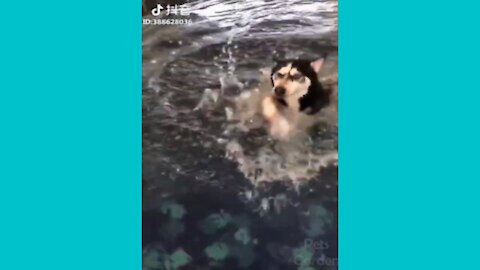cute dog learning to swim