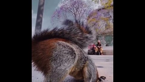 Cute Squirrel 🐿️💕#ubertainmentFun #Shorts #ytshorts #youtubeshorts #Dogs #Animals #viral #viral2022