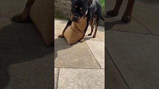 Rottweiler enjoys the sun ☀️ 🌞 #shorts #short #viral #trending #rottweiler