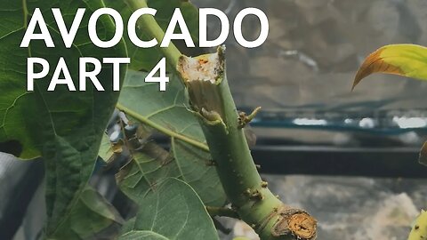Growing an Avocado Tree, Indoors. Part 4