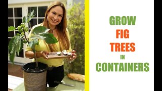 GROW A FIG TREE IN A POT FOR MAXIMUM FIGS! Shirley Bovshow