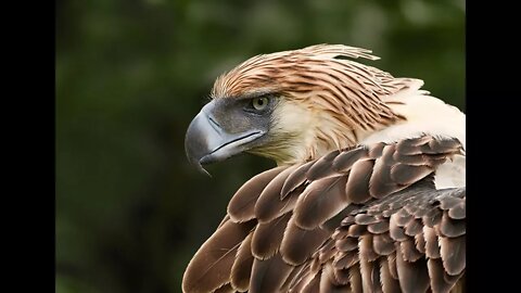 The World's Largest Eagle