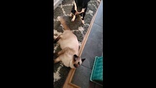 Kitty Kitty fight with doggo