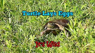 Turtle Lays Eggs – It’s Wild