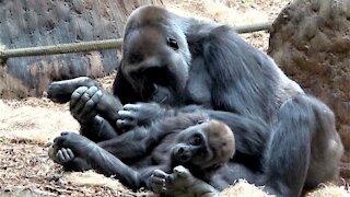 Mother gorilla tenderly cuddles and grooms her baby