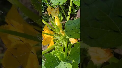 Summer Squash