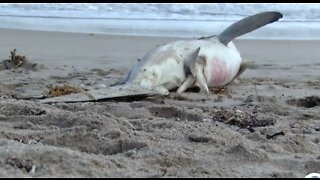 Dead shark, ray with fins cut off found on Delray Beach