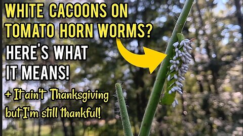 White Cacoons on Tomato Horn Worms? Here's What it Means!