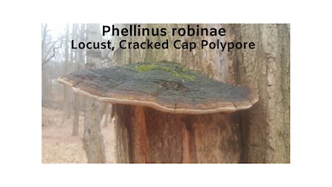 Phellinus robinae, Cracked cap polypore, Backyard hunting