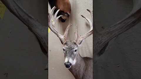 big ass buck