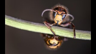 One bee's natural defense againt the 'murder hornets'