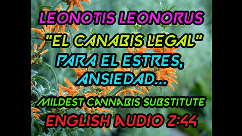 Leonotis Leonorus 🌿 Lion's ear 🍀 Wild Dagga Investigacion✅ Sustituto Mas Suave Del Cannabis