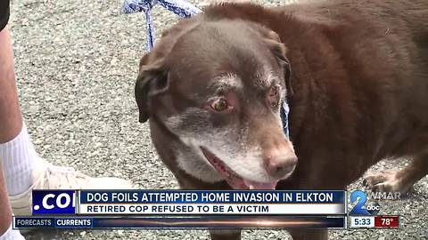 Dog foils attempted home invasion in Elkton