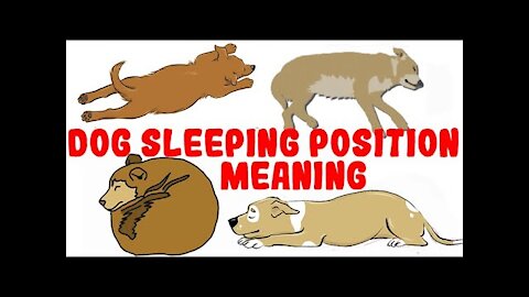 MUST KNOW What Your Dog's Sleeping Position Reveals About Their Personality, Health and Character