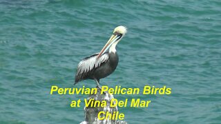 Peruvian Pelican birds at Vina Del Mar in Chile