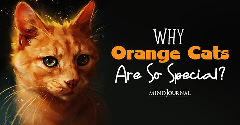 🧡 Why Ginger Cats are Special? | Facts about Orange Cats 🐱