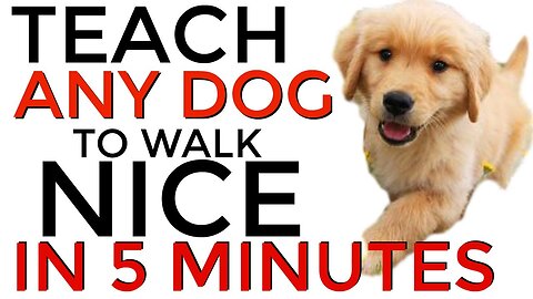 Teach ANY dog to walk nice on the leash - 5 MINUTE DOG TRAINING RESULTS!