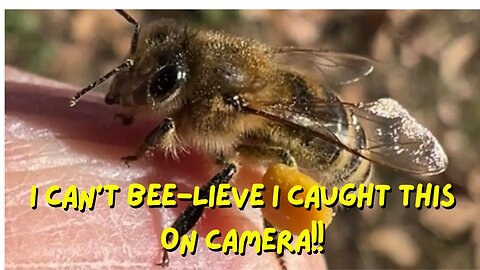 I Can't Believe I Caught This On Camera! See How A Honey Bee Collects Water For The Hive!