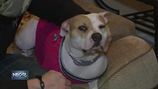 Appleton man's dog alerted him of an elderly neighbor in need of help