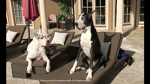 Max and Katie the Great Danes Love Lounging by the Pool