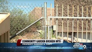 Rita Ranch Community Garden hit with vandalism, theft