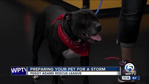 Prepare your pet for hurricane season