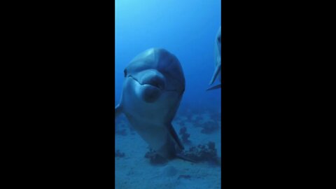 Friendly Dolphins Say Hello 🐬👋 #shorts #short #nature