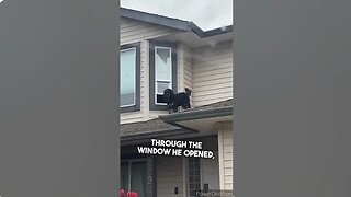 He came home early and saw his dog on the roof 😂