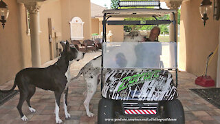 Funny Great Danes Argue Over Who Gets To Go For The Golf Cart Ride With Dad