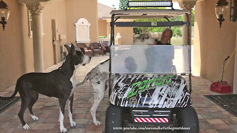 Funny Great Danes Argue Over Who Gets To Go For The Golf Cart Ride With Dad