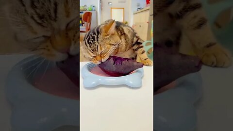 Rush for dinner,meow #fpy #foryou #foryoupage #funny #funnyvideos #cute #cat