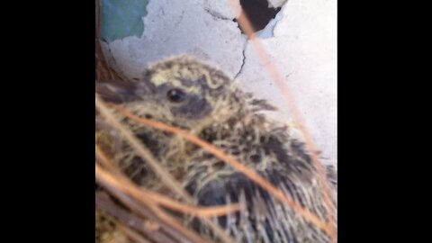 Baby Pigeon