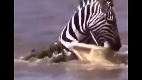 Zebra pulls an uno reverse