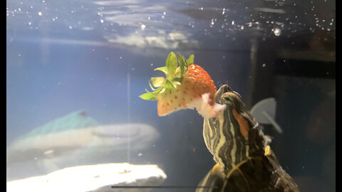 UnderwayTurtle Eating Strawberry