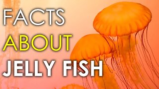 FACTS ABOUT JELLY FISH | JELLYFISH AQUARIUM | IMMORTAL JELLY FISH | OCEAN