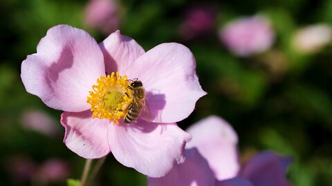 How honey bee eating flowers