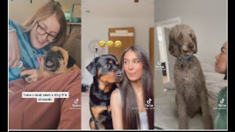 Famous Funny And Adorable Dog OF TIkTok