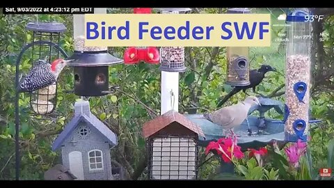Florida Bird Feeder Live Camera HD Red Bellied, Cardinal, Painted Bunting, Blue Jays