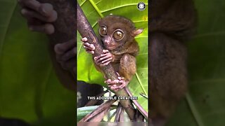 Tarsier 🌙 Night's Silent Hunter!