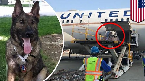 Family Outraged After United Airlines Mistakenly Sends Their Dog to Japan