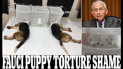 BREAKING: FAUCI tortures puppies, FOR REALZ!