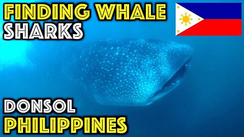 How to see WHALE SHARKS in the PHILIPPINES and SAVING A LIFE (Donsol travel vlog)